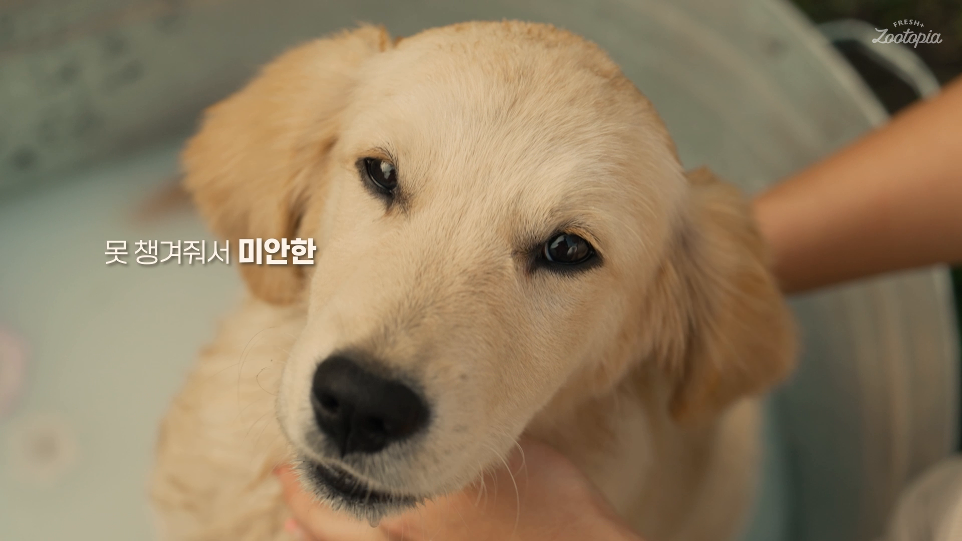 주토피아프레시 서비스 소개 모션그래픽 영상 이미지