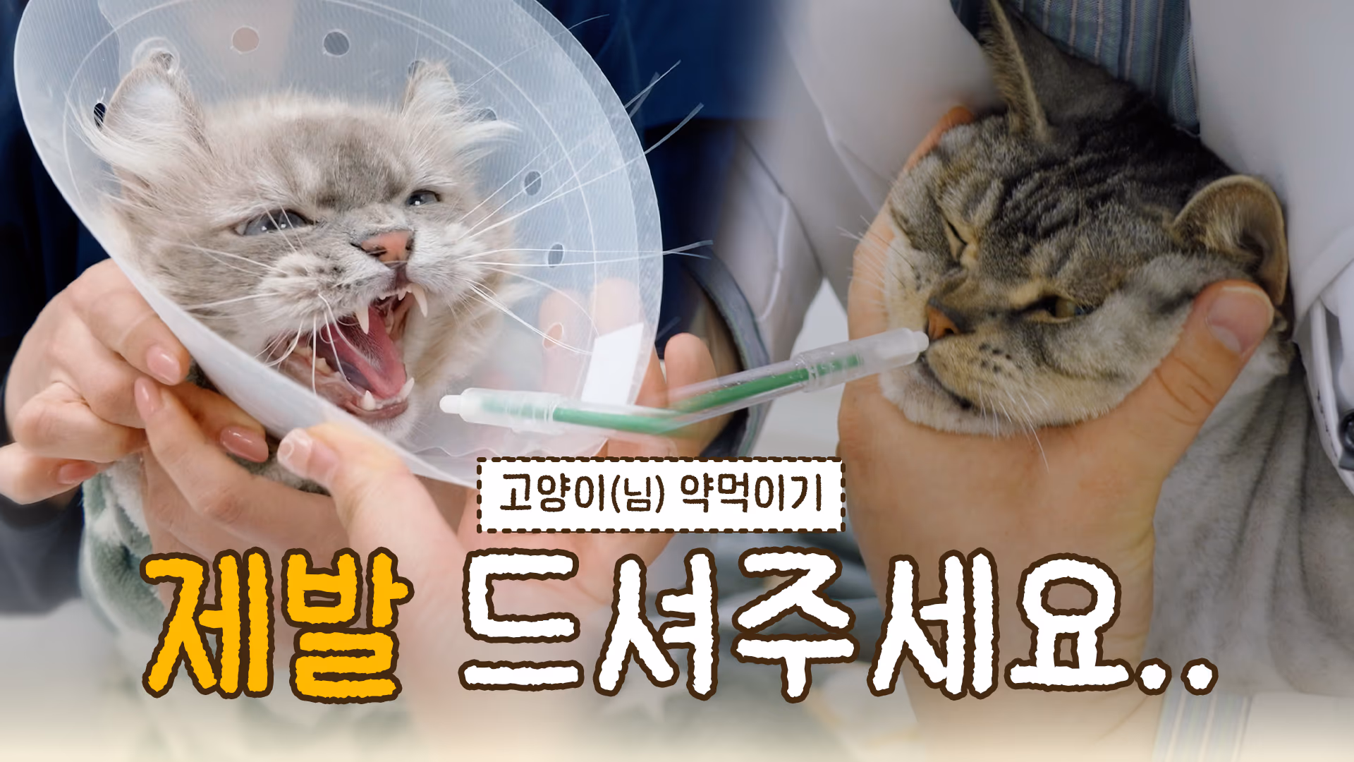 유튜브콘텐츠_고양이 약먹이기 콘테스트 이미지
